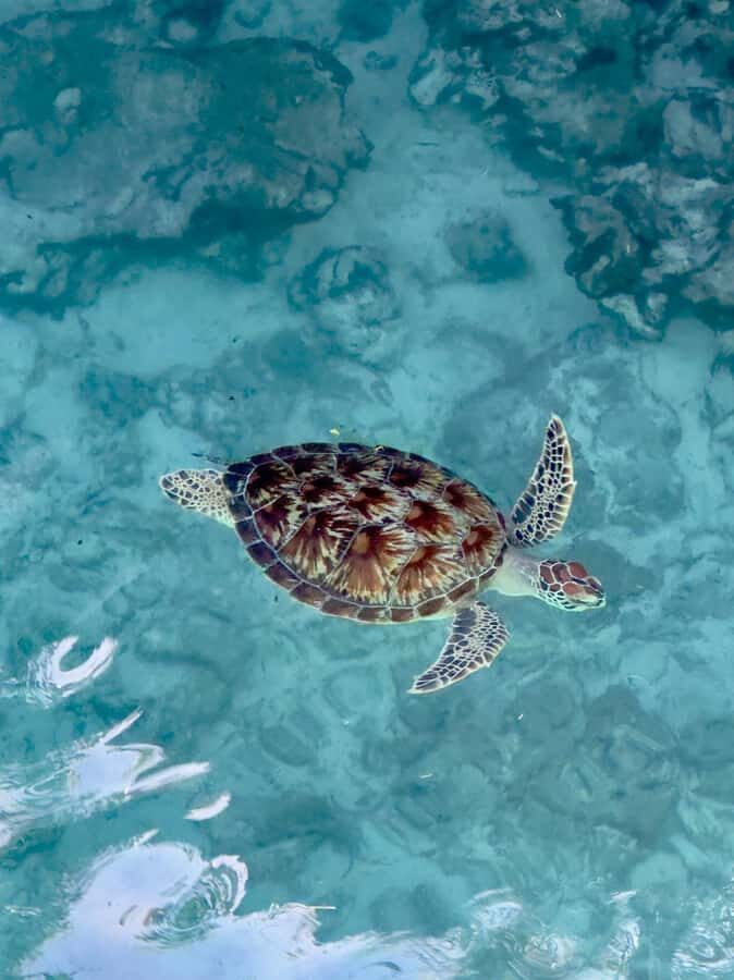 Zanzibar: Sea Turtle Swim at Kizimkazi Salaam Cave Tour - The van schedule and the 1.5 to 4 hour reality