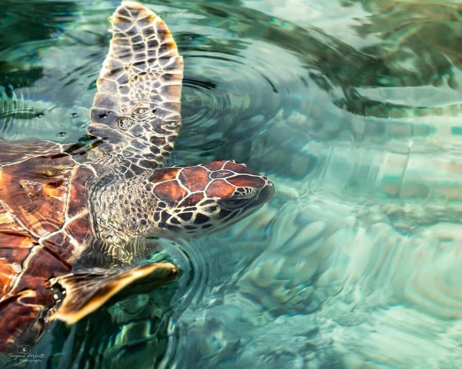 Zanzibar: Sea Turtle Swim at Salam Cave in Kizimkazi Village - Key highlights worth planning for
