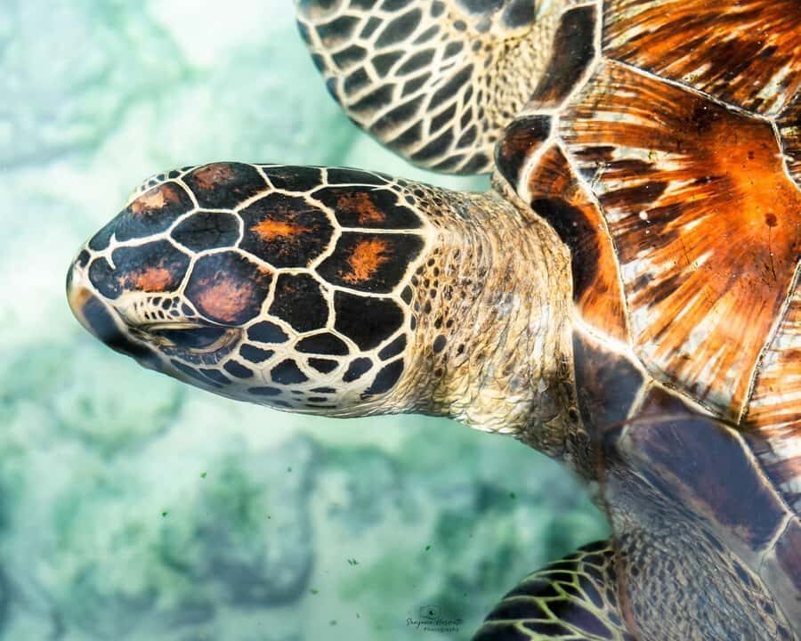 Zanzibar: Sea Turtle Swim at Salam Cave in Kizimkazi Village - Learning about conservation while you’re in the cave