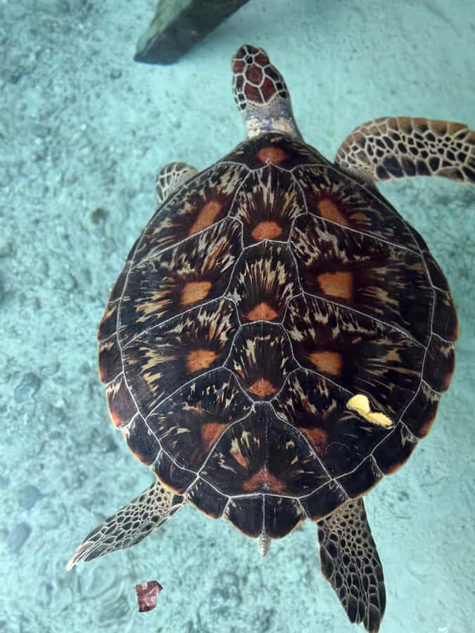 Zanzibar: Sea Turtle Swim at Salam Cave in Kizimkazi Village - Price and value: what $50 buys you and what it doesn’t
