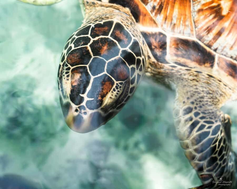 Zanzibar: Sea Turtle Swim at Salam Cave in Kizimkazi Village - A practical mini-guide for your best swim day