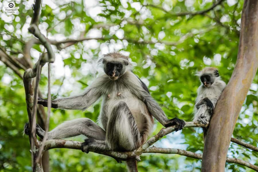 Zanzibar : Secret Beach, Kuza Cave and Jozani with transfer - Secret Beach: white sand time, but check your expectations on quiet