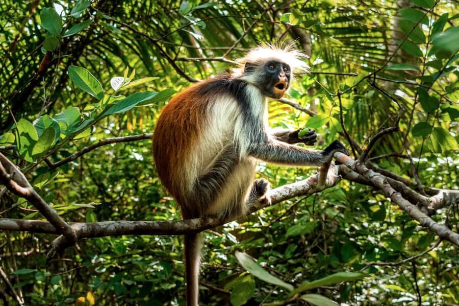 Zanzibar : Secret Beach, Kuza Cave and Jozani with transfer - Should you book this tour?