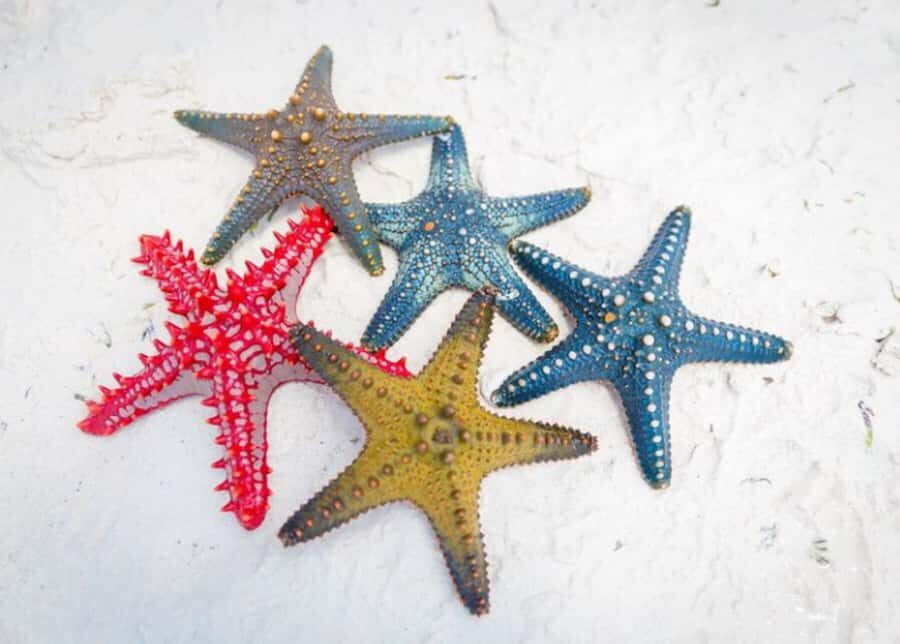 Zanzibar: Snorkeling at blue lagoon & Star fish tour - Meeting at The Rock Restaurant, then straight into the water