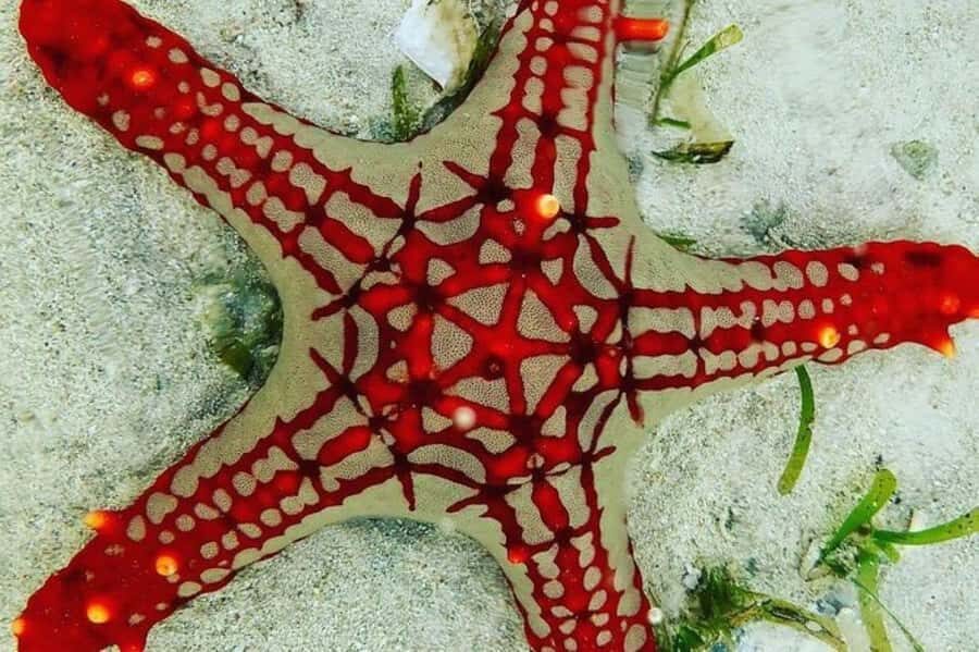 Zanzibar: Snorkeling at blue lagoon & Star fish tour - Starfish Point: the sandy shallows where you spot them