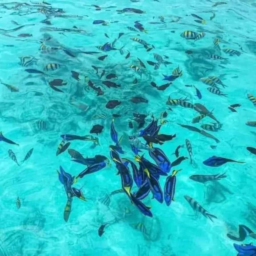 Zanzibar: Snorkeling at blue lagoon & Star fish tour - Private boat + captain-run photos on your phone