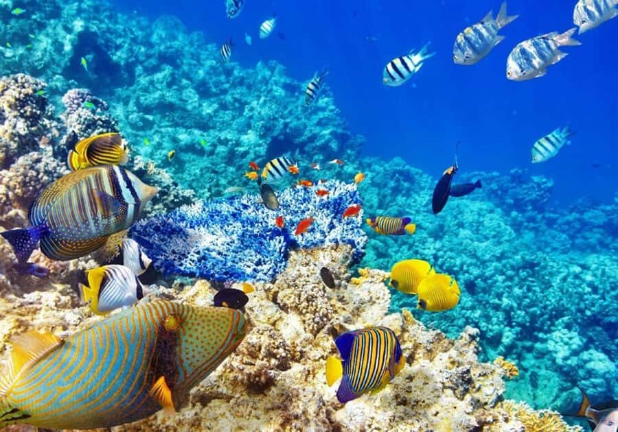 Zanzibar: Snorkeling at blue lagoon & Star fish tour - Pickup timing and tide-based schedule changes