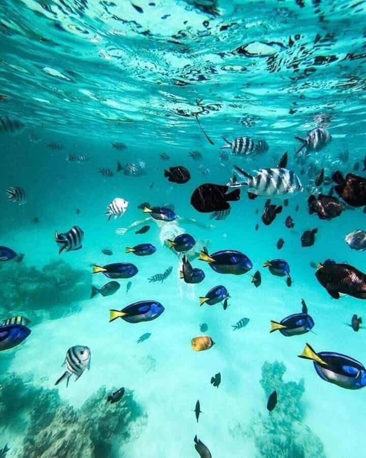 Zanzibar: Snorkeling at blue lagoon & Star fish tour - Should you book this Blue Lagoon + Starfish tour?