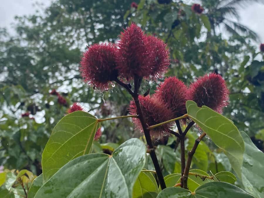 Zanzibar: Spice Farm & Stone Town Tour with Lunch - Key Things to Know Before You Go