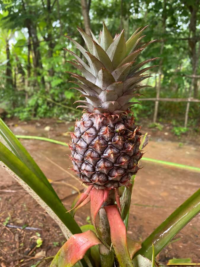Zanzibar: Spice Farm & Stone Town Tour with Lunch - Zanzibar Spice Farm + Stone Town: Why This Combo Makes Sense