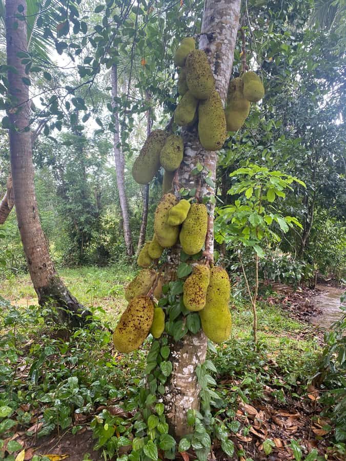 Zanzibar: Spice Farm & Stone Town Tour with Lunch - The Included Lunch at the Spice Plantation