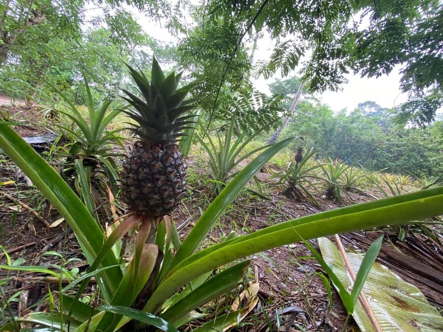 Zanzibar: Spice Farm & Stone Town Tour with Lunch - Stone Town Walking Tour: Darajani Markets and Arab-Design Streets