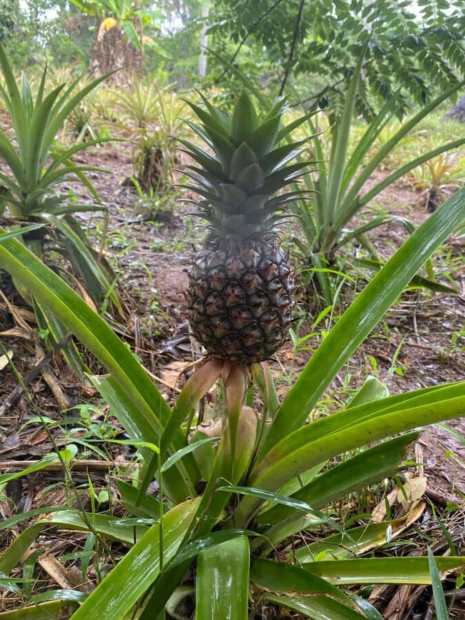 Zanzibar: Spice Farm & Stone Town Tour with Lunch - Spice Farm Walk: What You’ll Actually Taste and Smell
