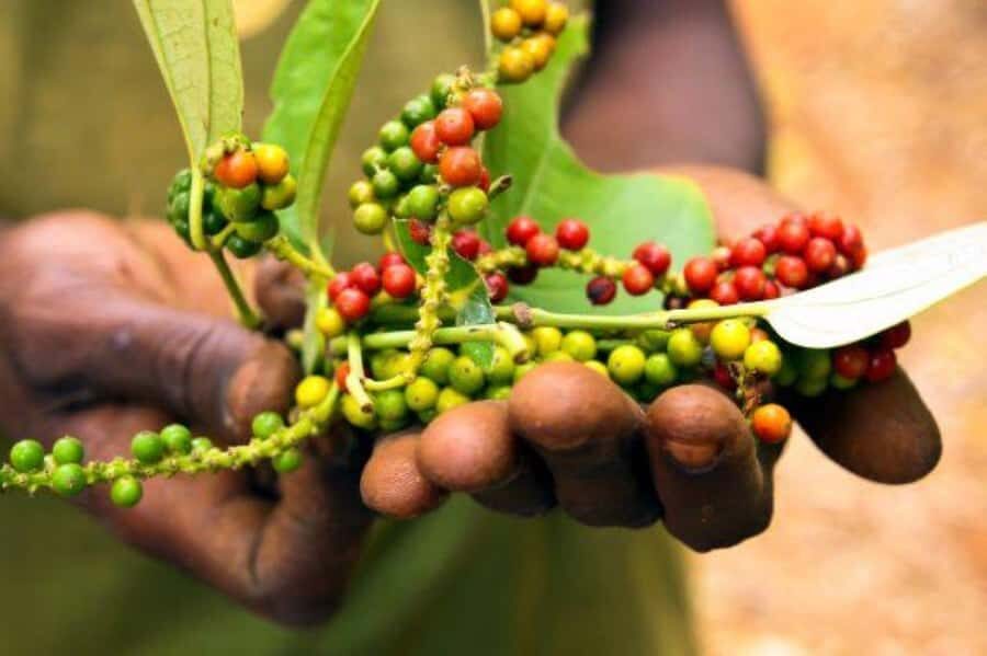 Zanzibar: Spice Farm Tour & Stone Town Adventure - Stone Town Walk: Stories, Questions, and Rain Plans