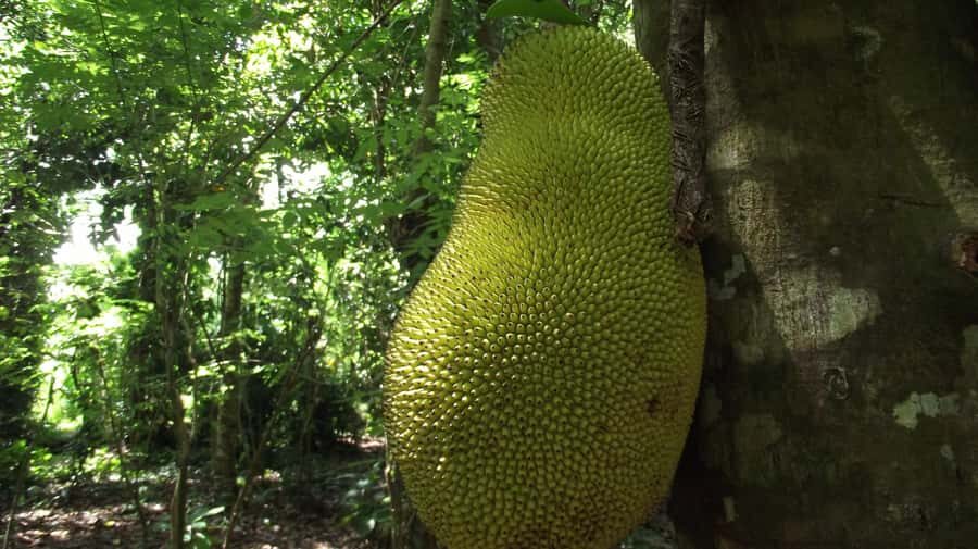 Zanzibar: Spice Farm Tour with Traditional Cooking Lesson - Meeting in Stone Town: the 9:00 AM start and what it sets up