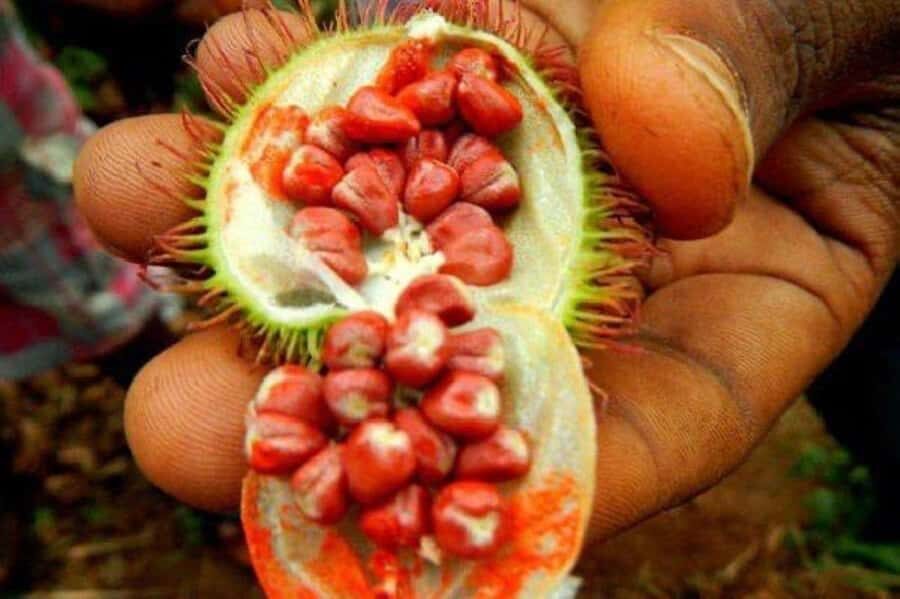Zanzibar: Spice Tour, Stone Town tour & Prison Island - Best Fit: Who This Tour Works For (and Who Might Prefer Something Else)