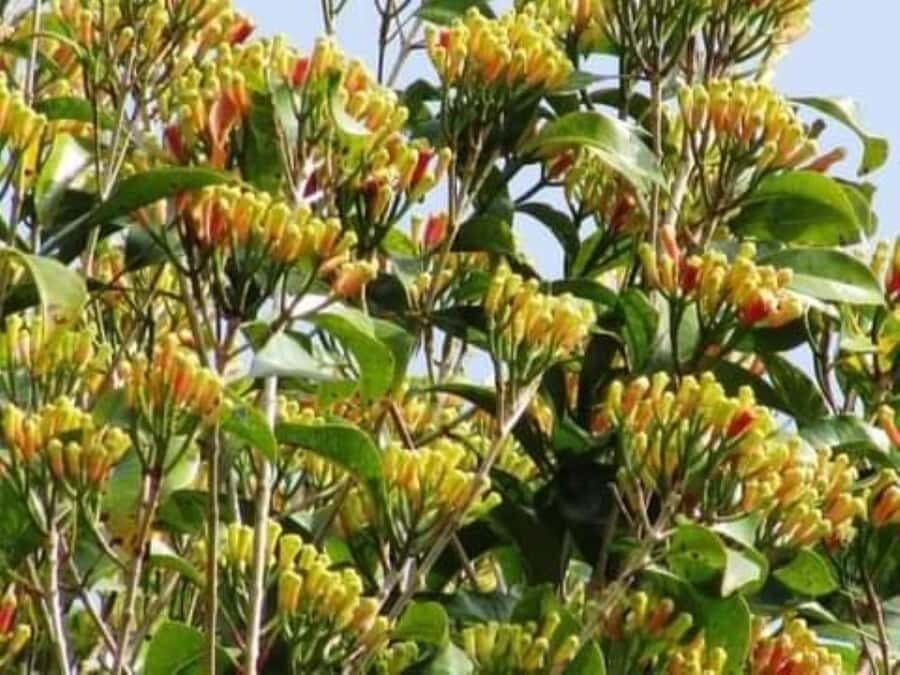 Zanzibar: Spice Tour & Stone Town Walking Tour - Spice Plantation First: Smell, Taste, and the Coconut-Tree Show