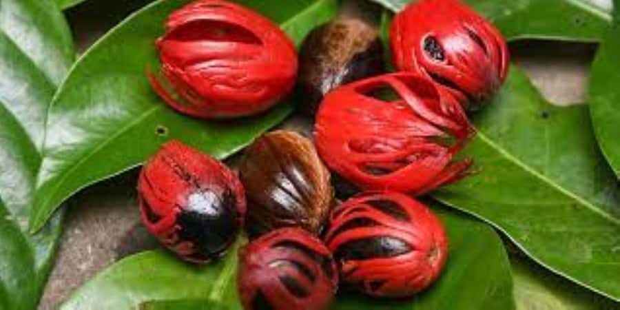 Zanzibar: Spice Tour & Stone Town Walking Tour - Why This Plantation Stop Is Worth It (Even If You Think You Know Spices)