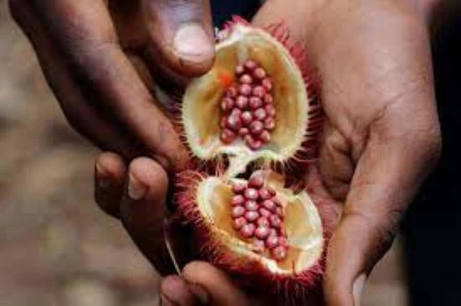 Zanzibar: Spice Tour & Stone Town Walking Tour - Stone Town Walking Tour: Old Streets, Big Stories