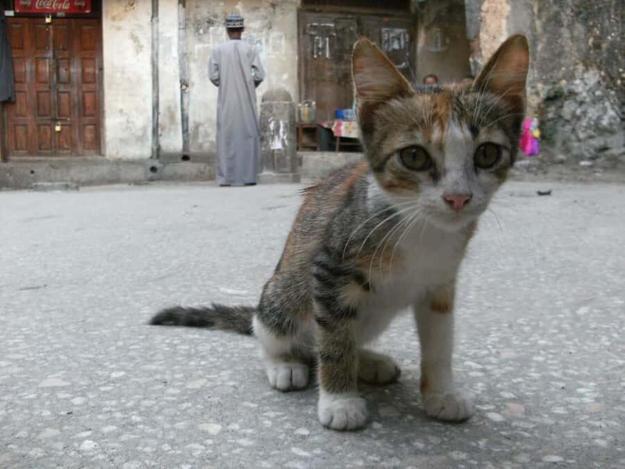 Zanzibar: Stone Town & Spice Farm Tour with Lunch - Logistics that actually matter: what to pack and how to avoid friction