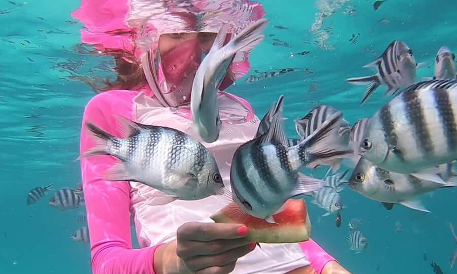 Zanzibar : Swim with dolphin + Snorkel mnemba coral Reef - What you’ll see under the surface: fish, coral, and likely turtles