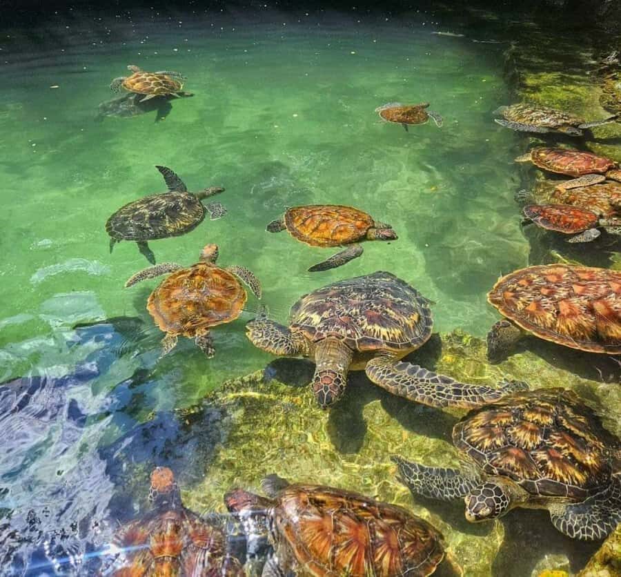 Zanzibar: Swim with Sea Turtles at Baraka or Salaam Aquarium - Key takeaways before you go