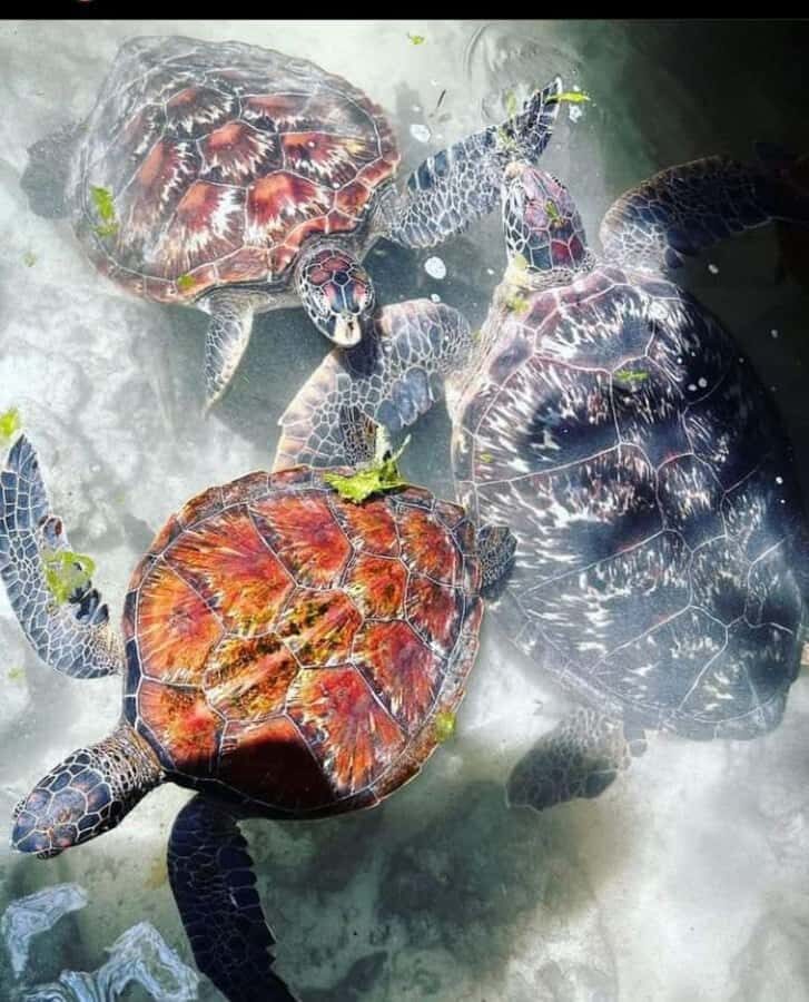 Zanzibar: Swim with Sea Turtles at Baraka or Salaam Aquarium - Sea turtles in Zanzibar, without the long logistics