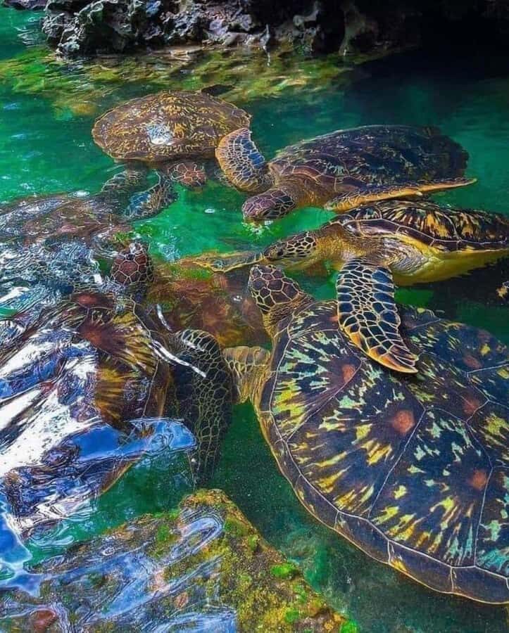 Zanzibar: Swim with Sea Turtles at Baraka or Salaam Aquarium - The 3-hour schedule: pickup, turtle time, and back to Zanzibar