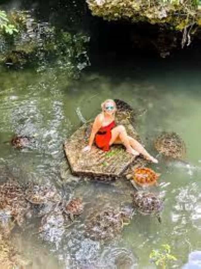 Zanzibar: Swim with Sea Turtles at Baraka or Salaam Aquarium - What you’ll do in the water: touch, feed, and capture moments