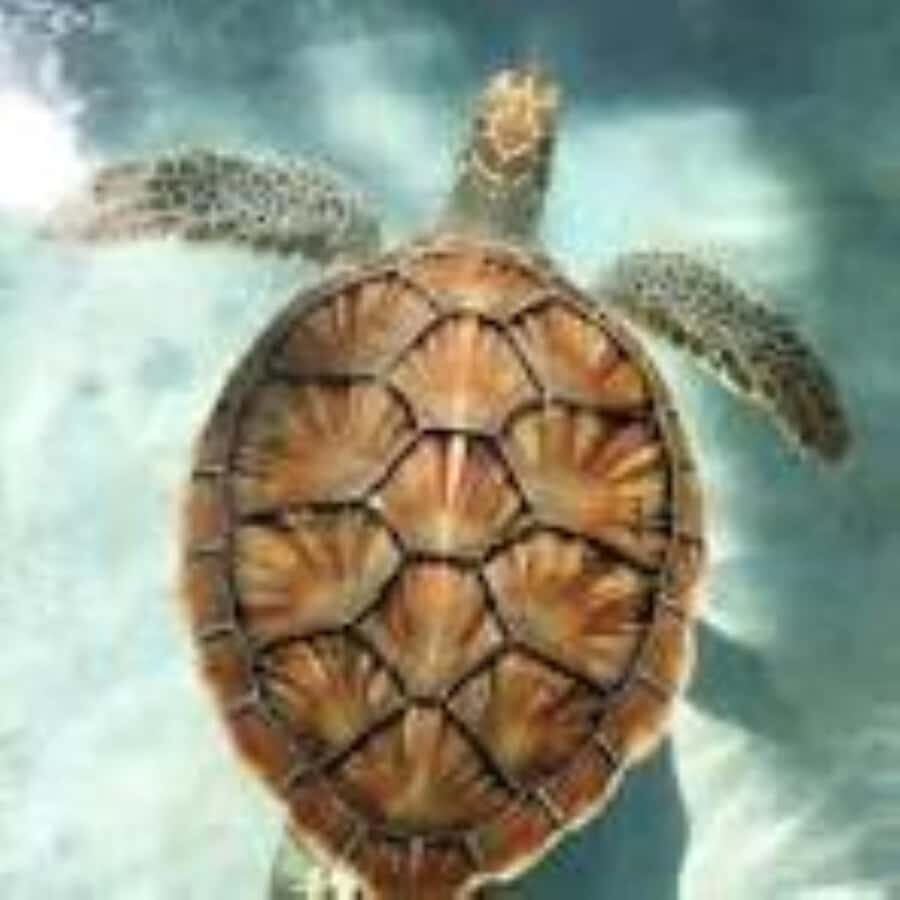 Zanzibar: Swim with Sea Turtles at Baraka or Salaam Aquarium - How the guides shape the experience (and why it matters)
