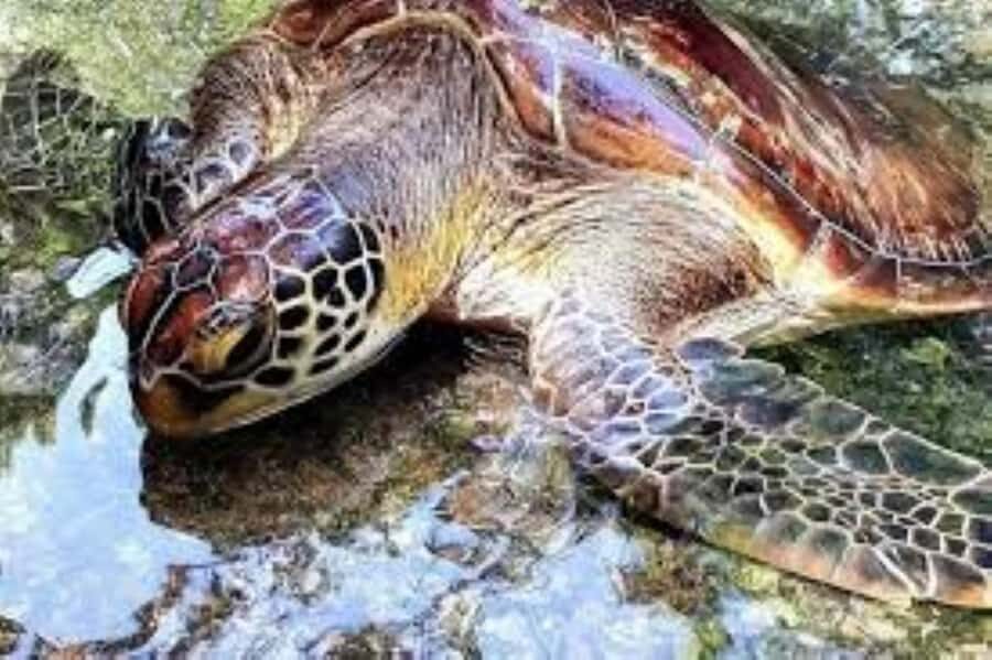 Zanzibar: Swim with Sea Turtles at Baraka or Salaam Aquarium - Tips that make your turtle swim easier (and more fun)