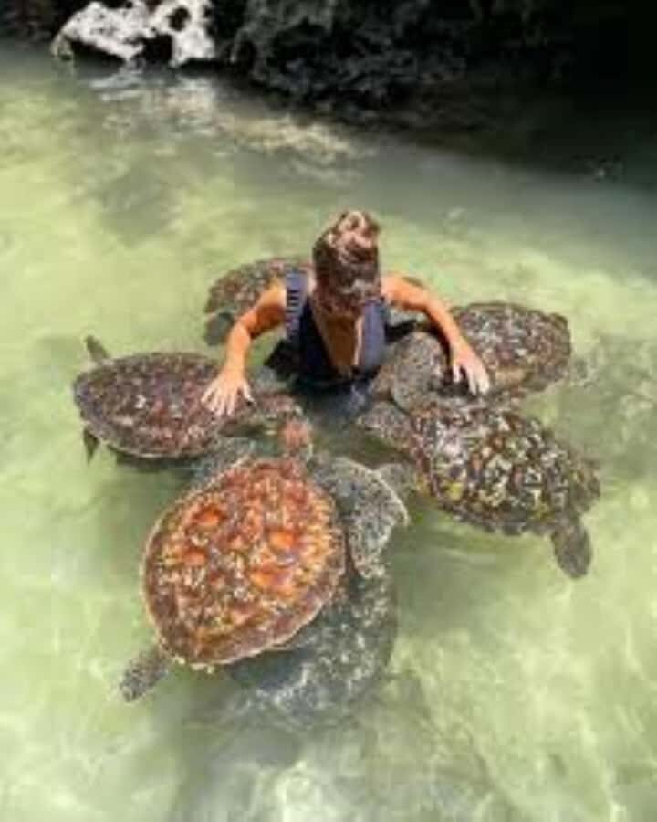 Zanzibar: Swim with Sea Turtles at Baraka or Salaam Aquarium - Who this tour suits best