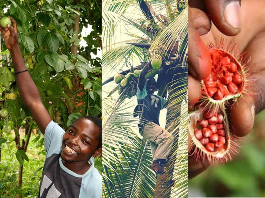 Zanzibar: The Swahili Spice Experience - Spice Tour + Culinary Journey - Arnoldi’s on the Cliff: the Swahili culinary journey that actually connects