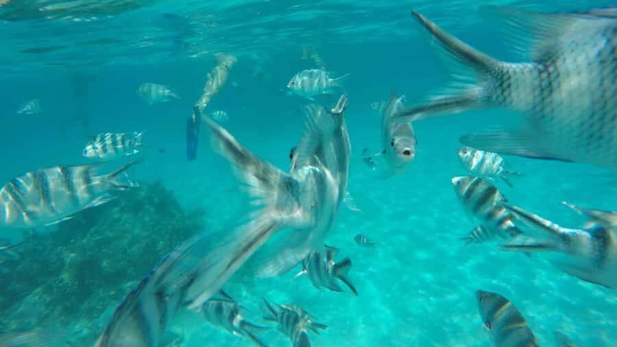 Zanzibar: Tumbatu Island Private Snorkeling Adventure Tour - Boat ride to Tumbatu and Mwana na Mwana: what that time is for
