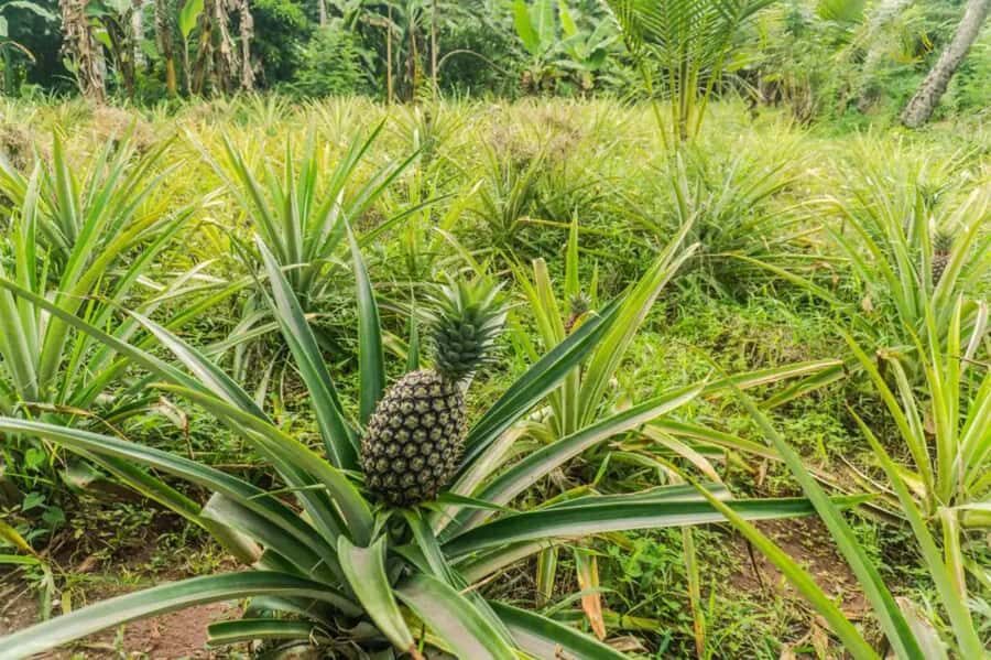 Zanzibar: Walking Spice Tours with Guide - Key Things You’ll Notice on This Zanzibar Spice Farm Walk