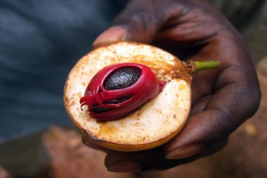 Zanzibar: Walking Spice Tours with Guide - From Stone Town to the Shamba: The Basic Setup