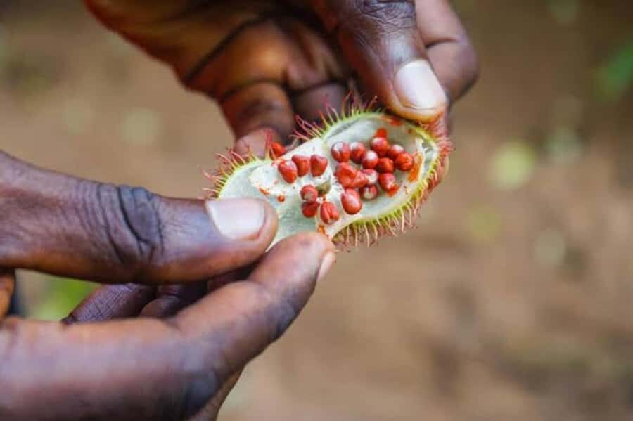 Zanzibar: Walking Spice Tours with Guide - The 30-Minute Drive: Quick, Simple, and Useful
